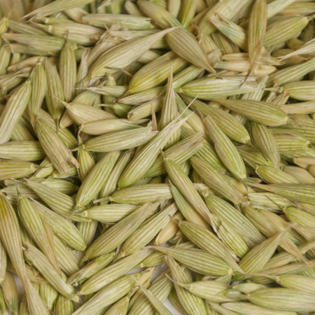 Close-up of Milky Oat Tops, certified Organic and harvested in the fresh 'milk' stage from Oregon and Washington, for superior nervous system support.