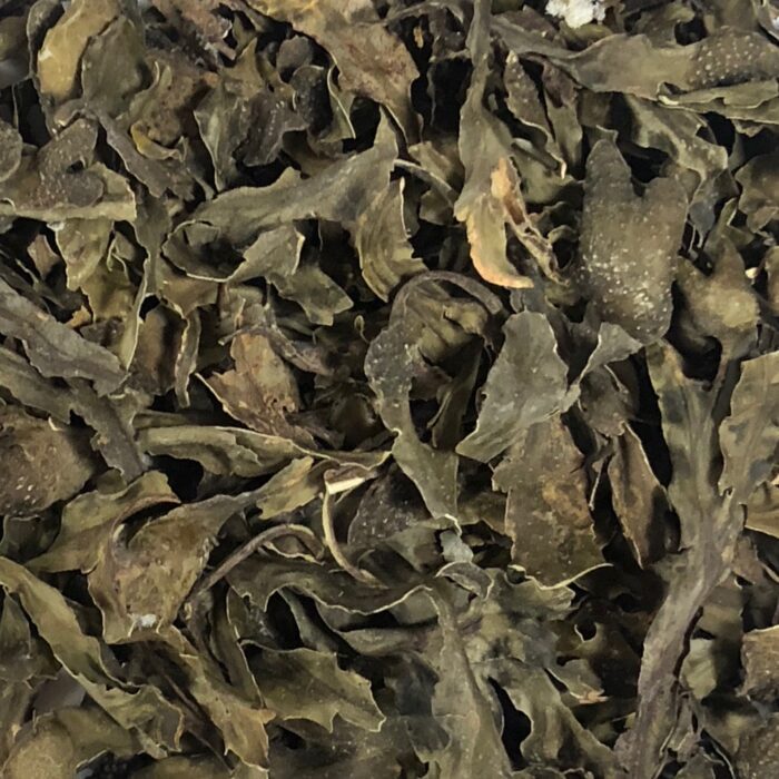 Bladderwrack